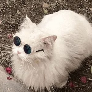 Meet your Posher, Di